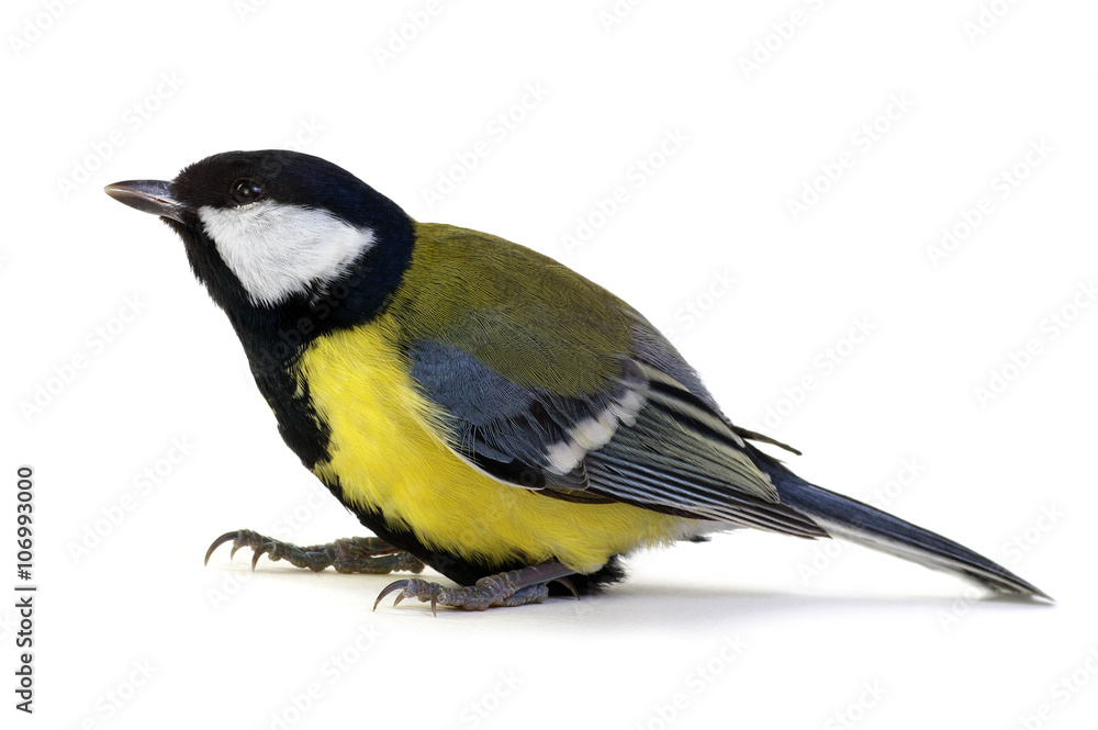 Obraz premium great tit