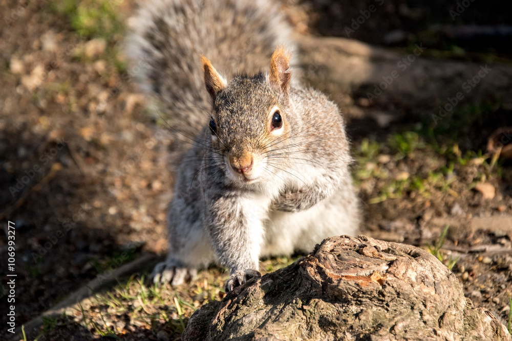 Squirrel sitting on a tree trunk and looking directly in the camera Squirrel sitting on a tree trunk and looking directly in the camera