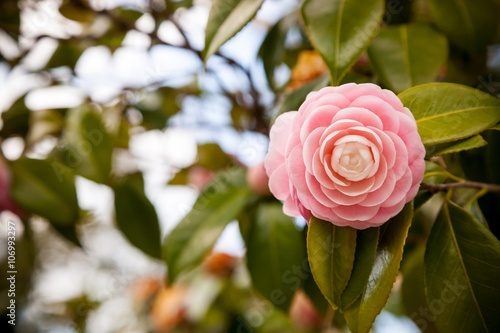 Bright pink Japanese camellia flower in bloom