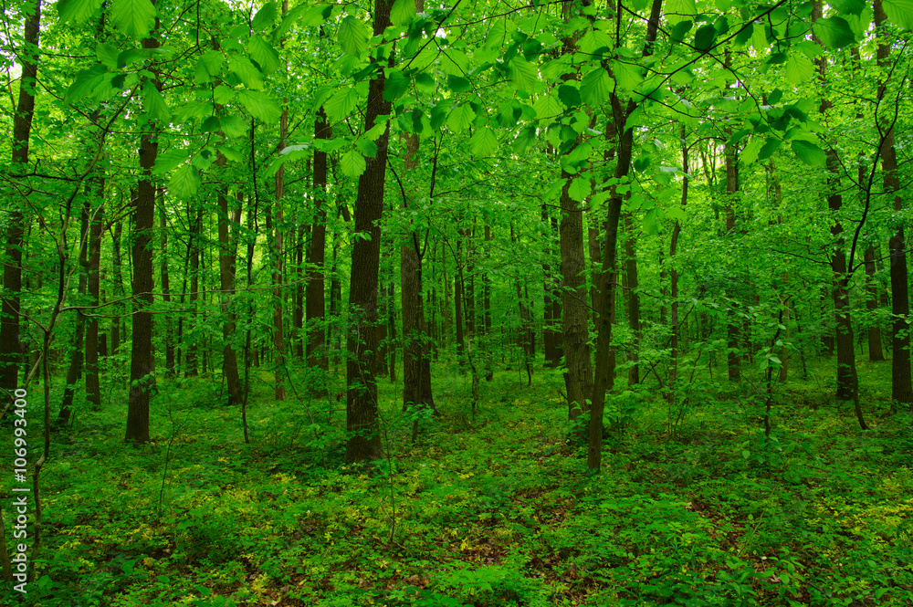 Obraz premium beautiful green forest