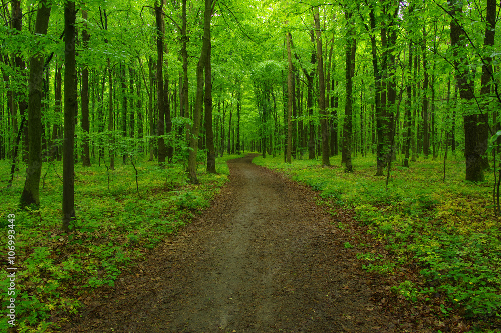 green forest