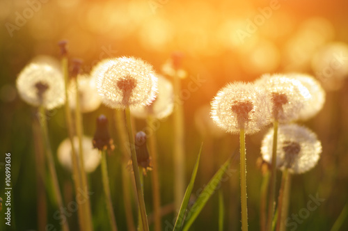 Fototapeta Naklejka Na Ścianę i Meble -  dandelions in the sun
