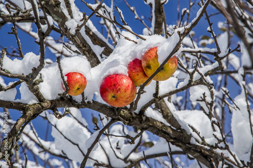 Foto Apples on a Tree Under Fresh Snow