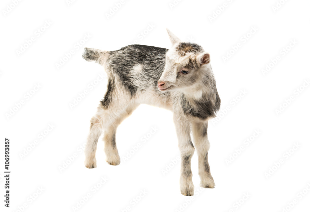 Obraz premium goats little isolated