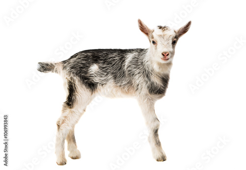 goats little isolated