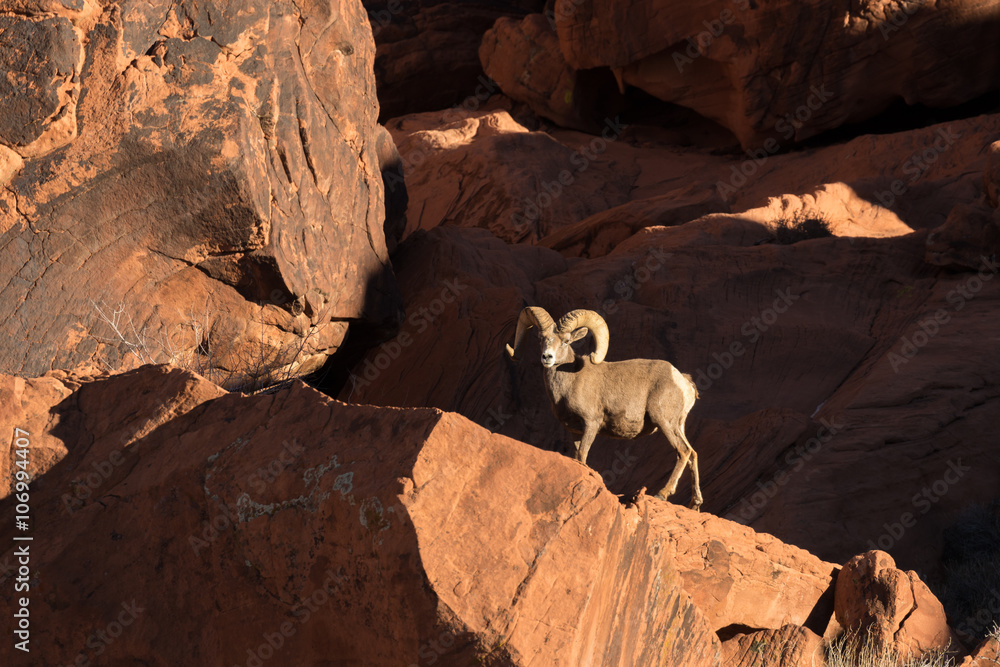 Obraz premium Desert Bighorn Sheep Ram