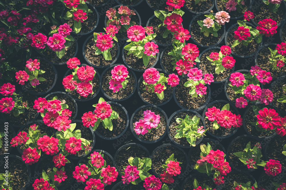beautiful fresh flower beautiful fresh flower