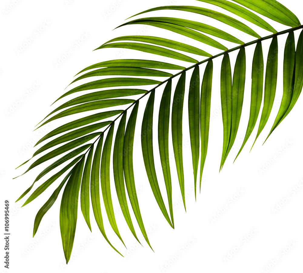 green leaf of palm tree on white background - obrazy, fototapety, plakaty 