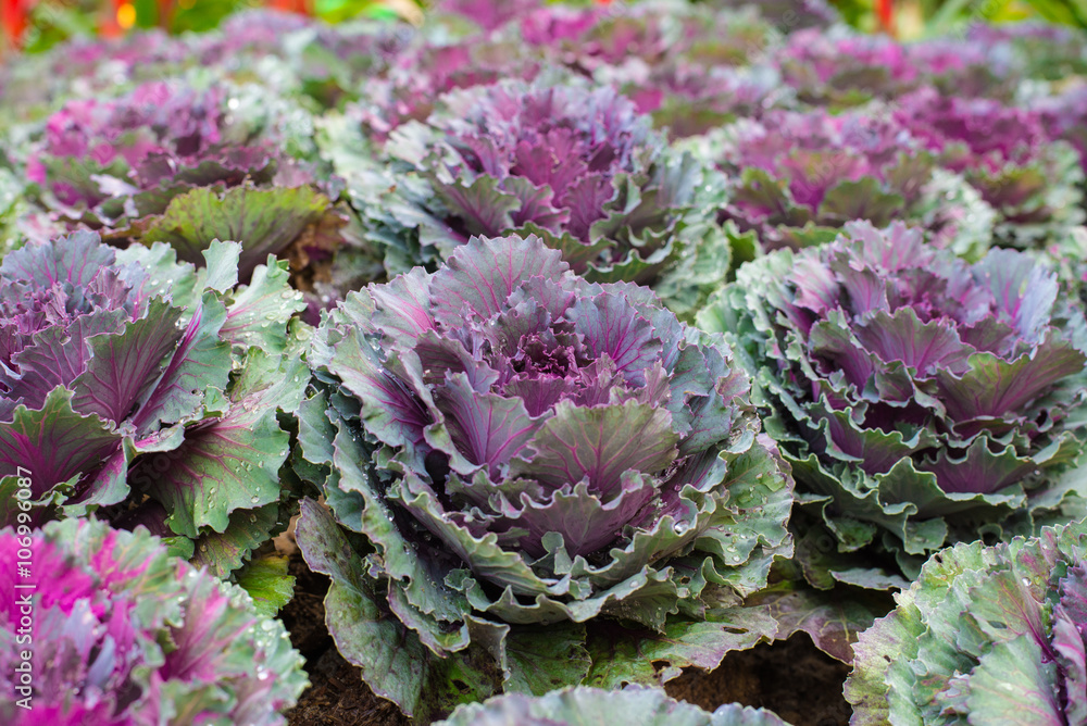 Obraz premium Close up charming violet decorative cabbage in garden.