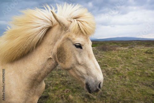 Icelandic horse on a natural background, Iceland © dash1502
