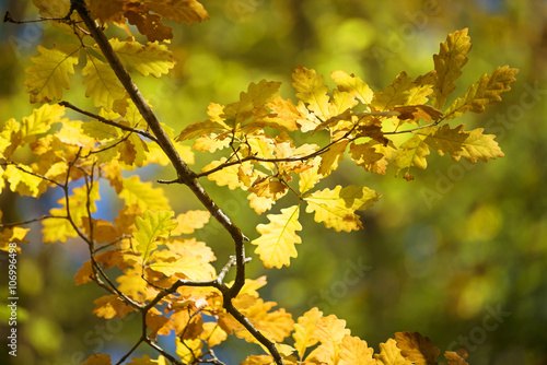 Autumn yellow oak leaves background at sunny day, selective focus