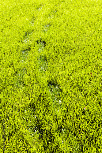 Footprints in grass