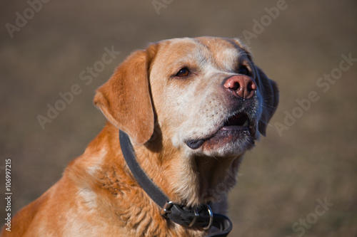 Labrador fawn colour  barks and growls