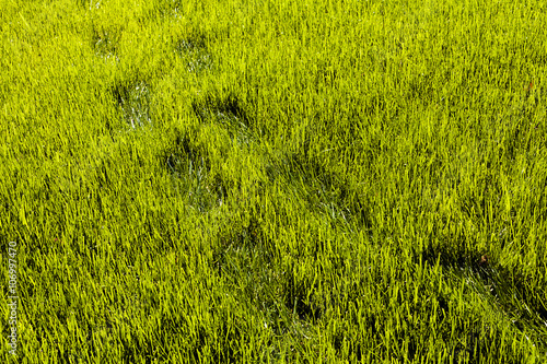 Footprints in grass