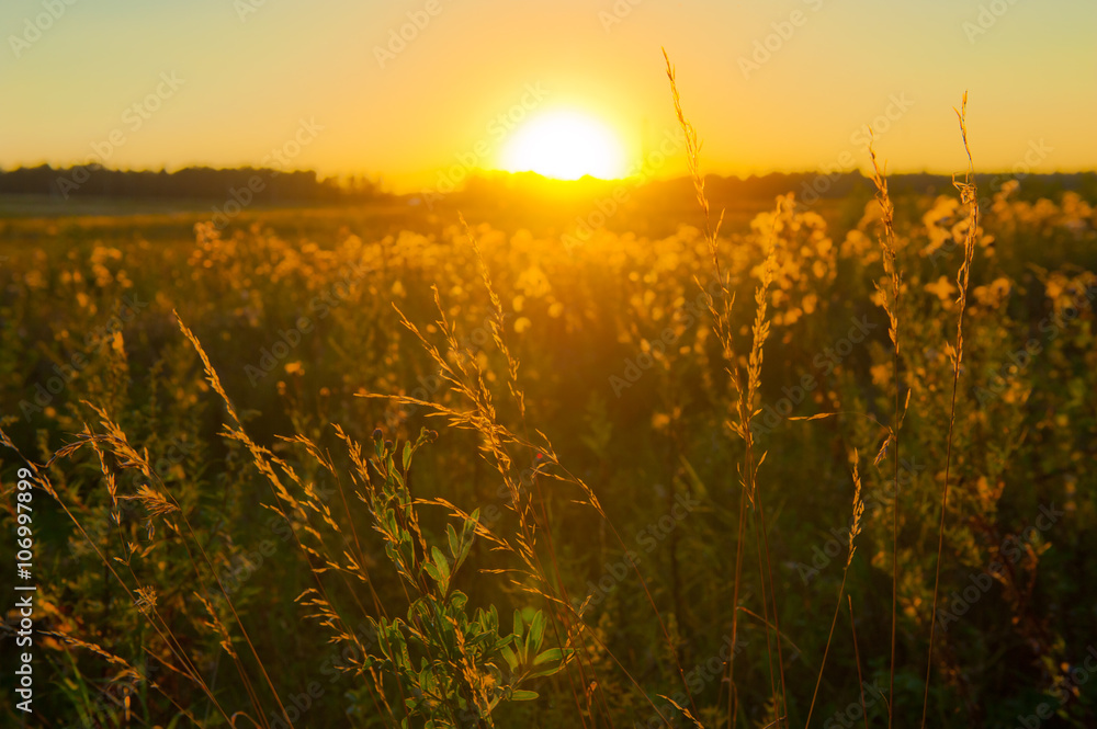Summer landscape. Field at sunset (backlight)