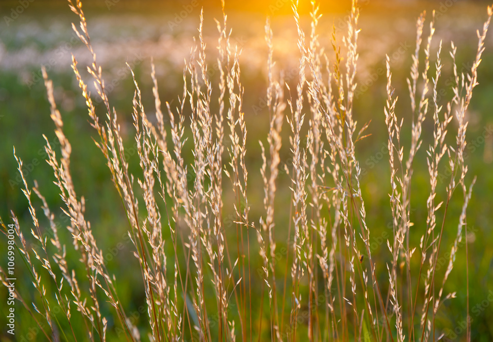 Summer landscape. Field grass at sunset (backlight)