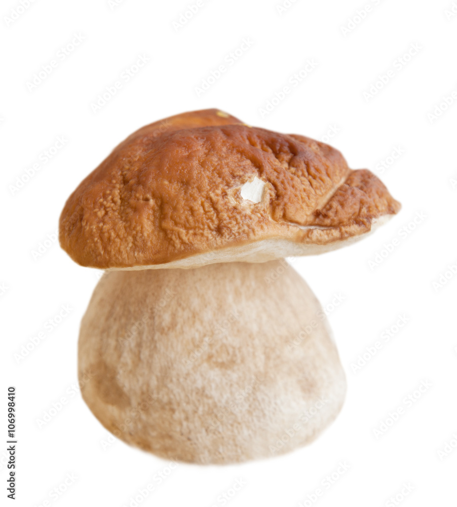 Cep mushroom (Boletus edulis), isolated on white background Cep mushroom (Boletus edulis), isolated on white background