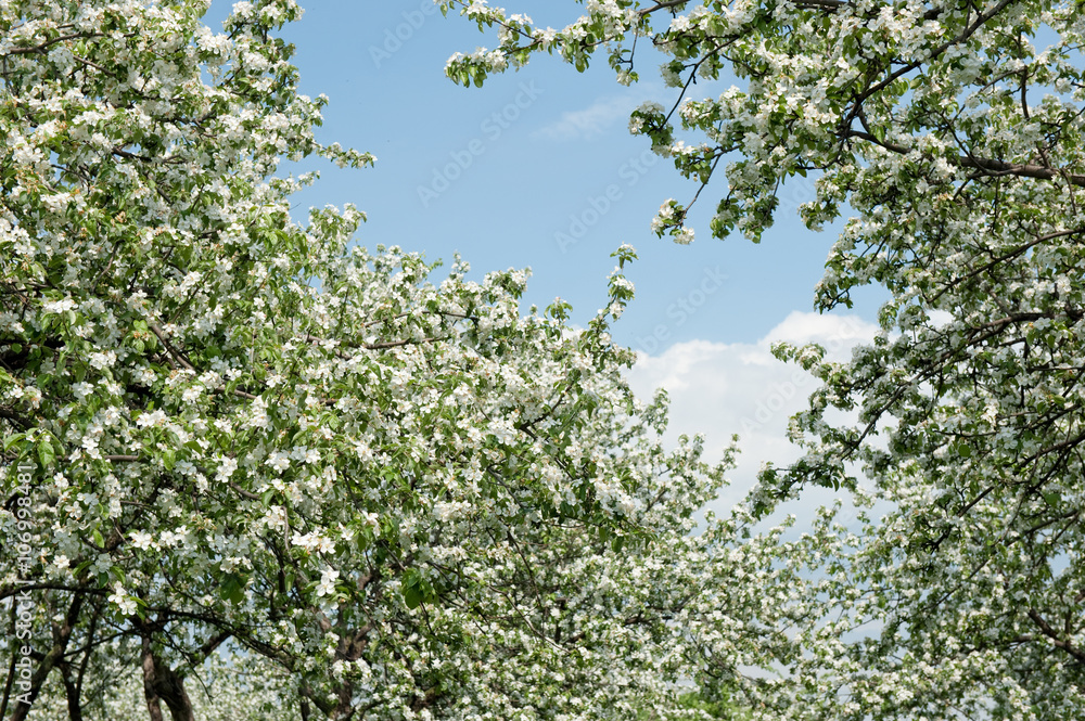 Fototapeta premium Apple blossoms