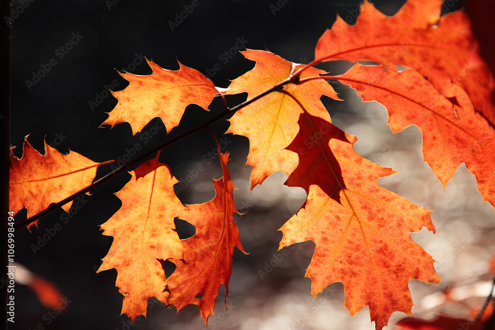 Oak leaves in autumn in sunny day Oak leaves in autumn in sunny day