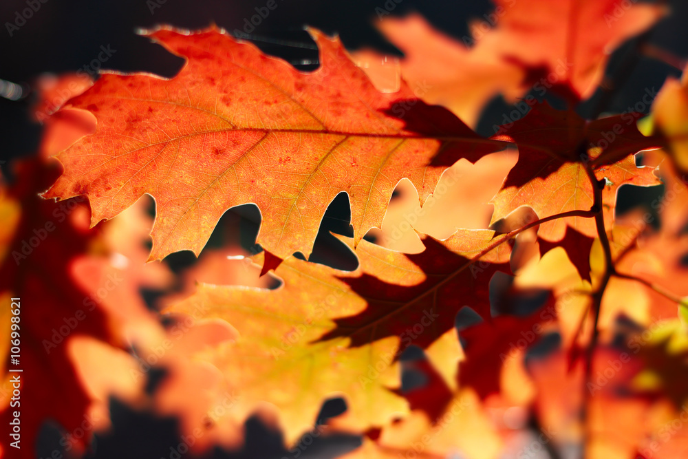 Oak leaves in autumn Oak leaves in autumn
