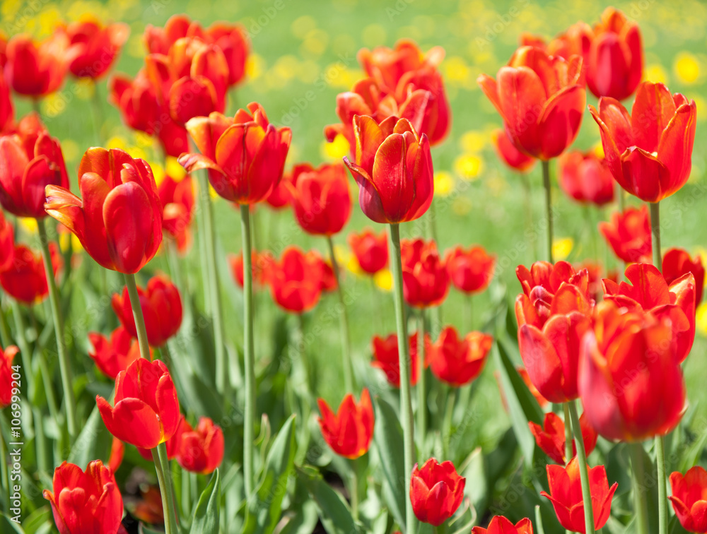 red tulips in sunny spring day 