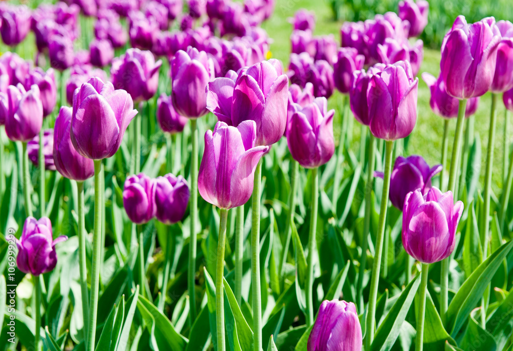 Purple tulips in sunny day Purple tulips in sunny day