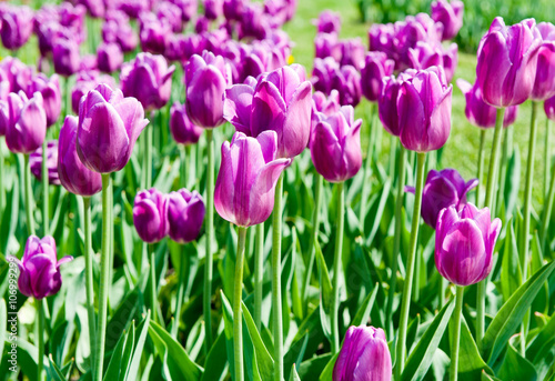 Purple tulips in sunny day 