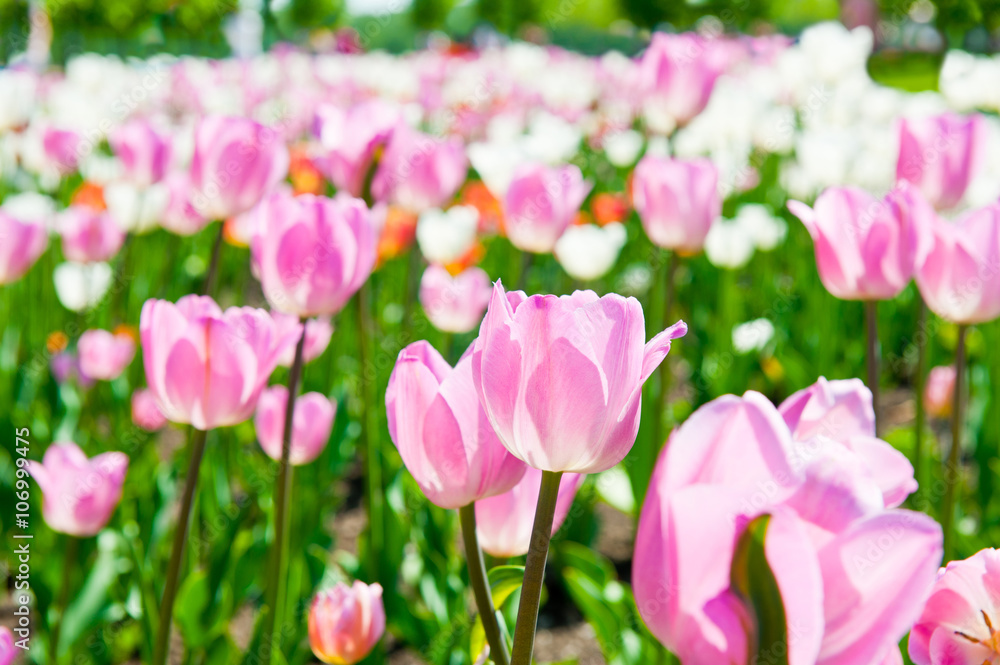 pink and white tulips in sunny spring day 