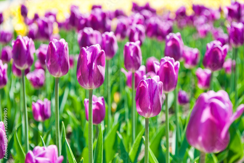tulips  in sunny spring day