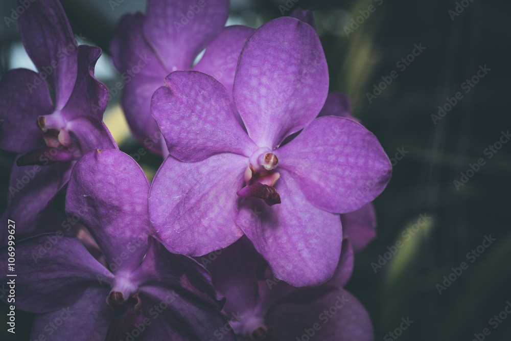 orchid selective focus