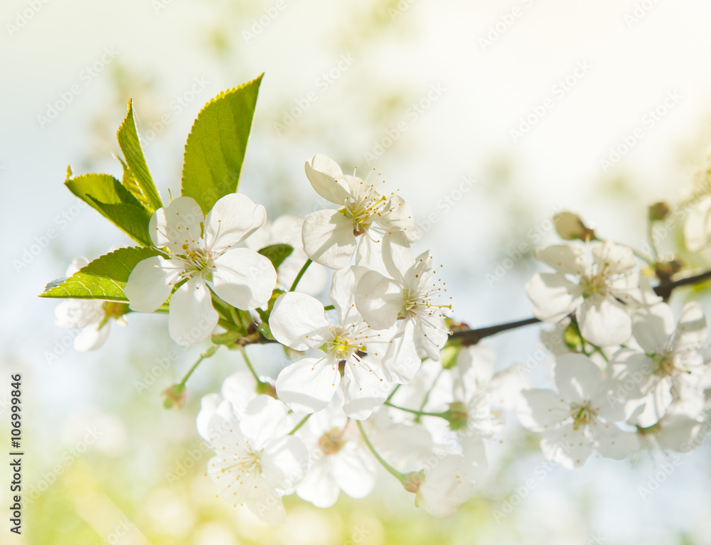 Cherry blossoms