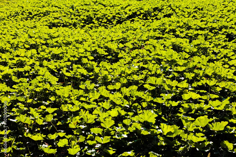 Green grass field Green grass field