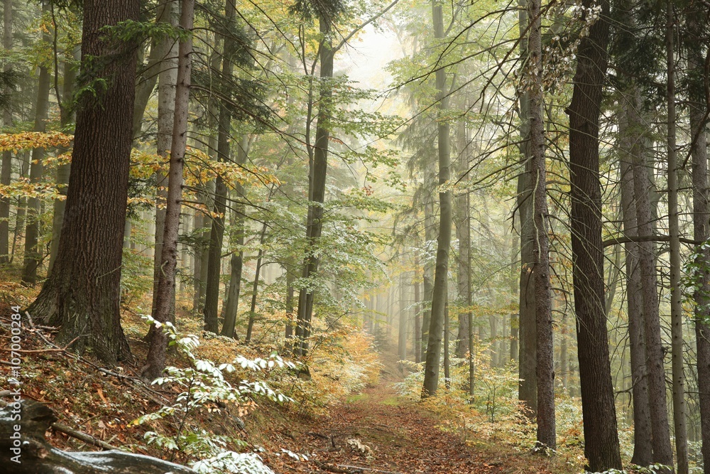 Fototapeta premium Autumn forest in the fog after a light snowfall
