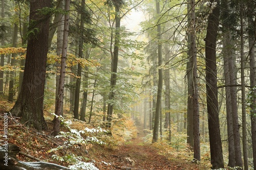Autumn forest in the fog after a light snowfall