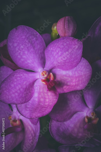 orchid selective focus