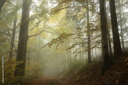 Fototapeta Naklejka Na Ścianę i Meble -  Forest trail in foggy autumn weather