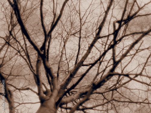 Fototapeta Naklejka Na Ścianę i Meble -  Buchenbaum mit kräftigen Ästen streckt sich himmelwärts