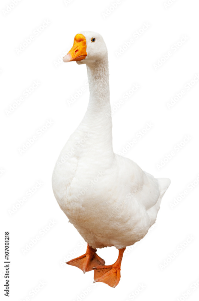 White goose, isolated on white background White goose, isolated on white background