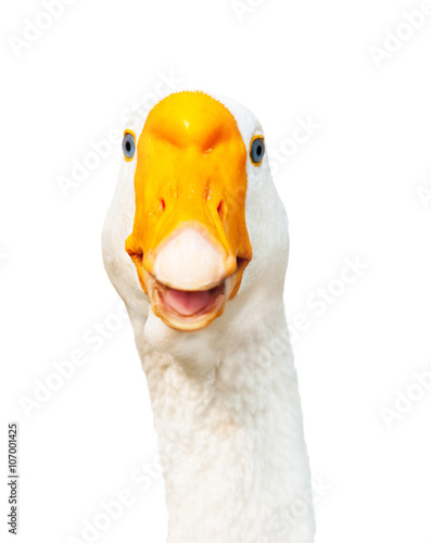 White goose, isolated