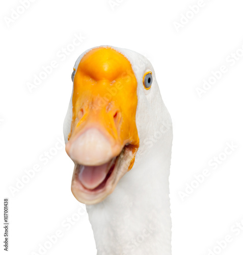 goose, isolated on white background