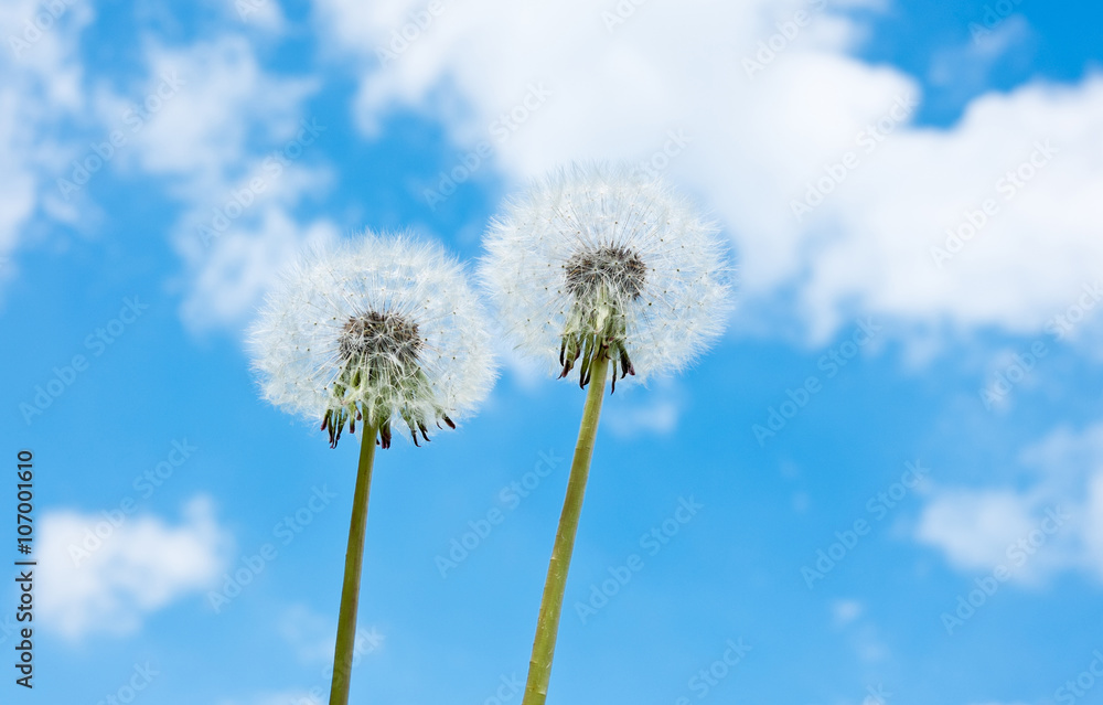 Two white dandelions against blue sky with white clouds