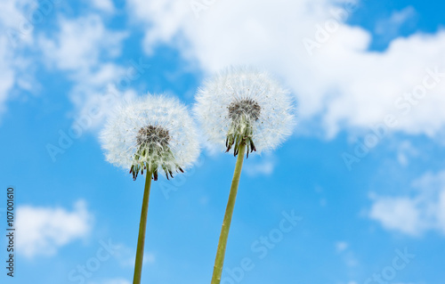 Two white dandelions against blue sky with white clouds