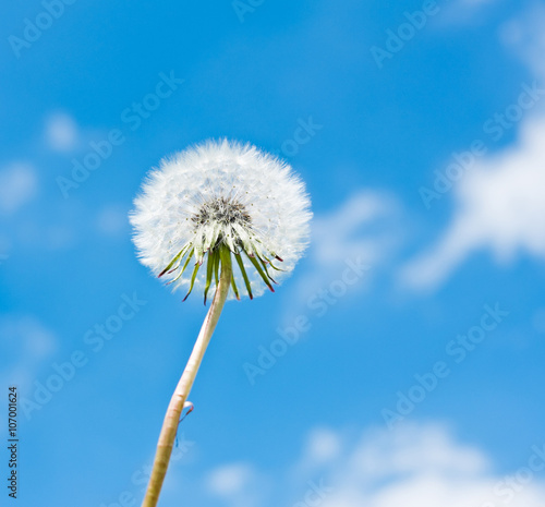 Fototapeta Naklejka Na Ścianę i Meble -  One white dandelion against blue sky with white clouds