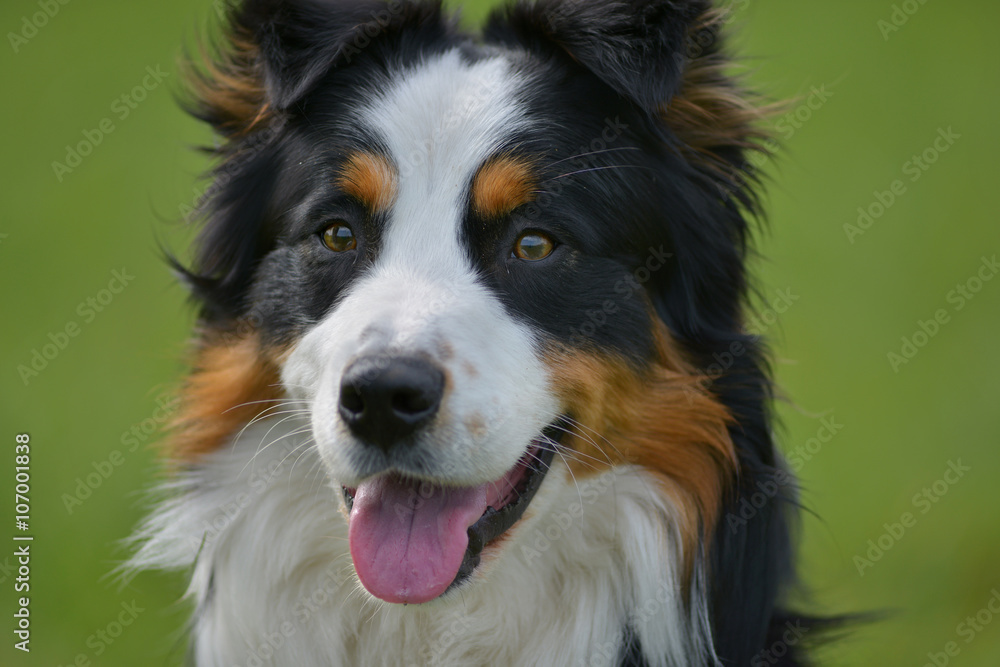 Australian Shepherd Australian Shepherd