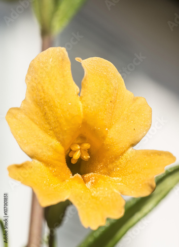 Monkey Flower photo