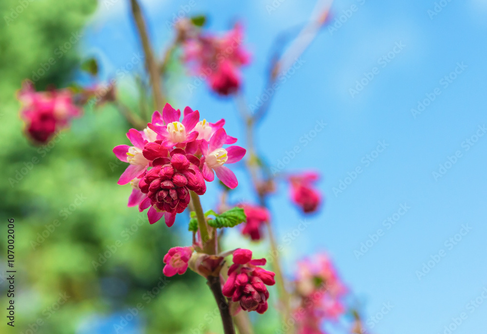 Closeup of Red-Flowering Currant Blooming Against a Blue Sky Closeup of Red-Flowering Currant Blooming Against a Blue Sky