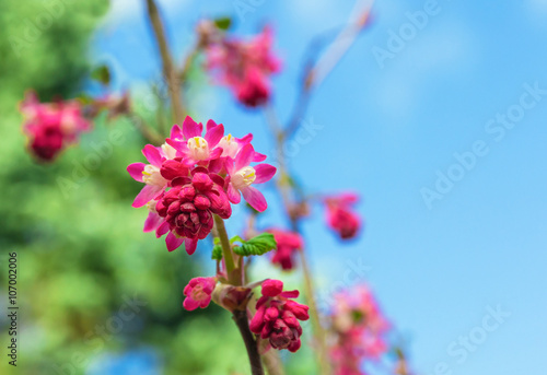 Closeup of Red-Flowering Currant Blooming Against a Blue Sky