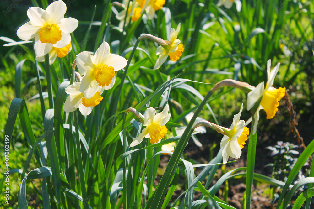 narcissus in garden