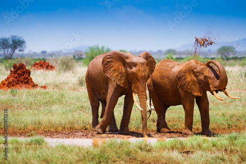 Red elephants on the african savannah