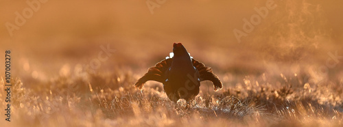 Canvastavla Black grouse in contra light. Black grouse in backlight.